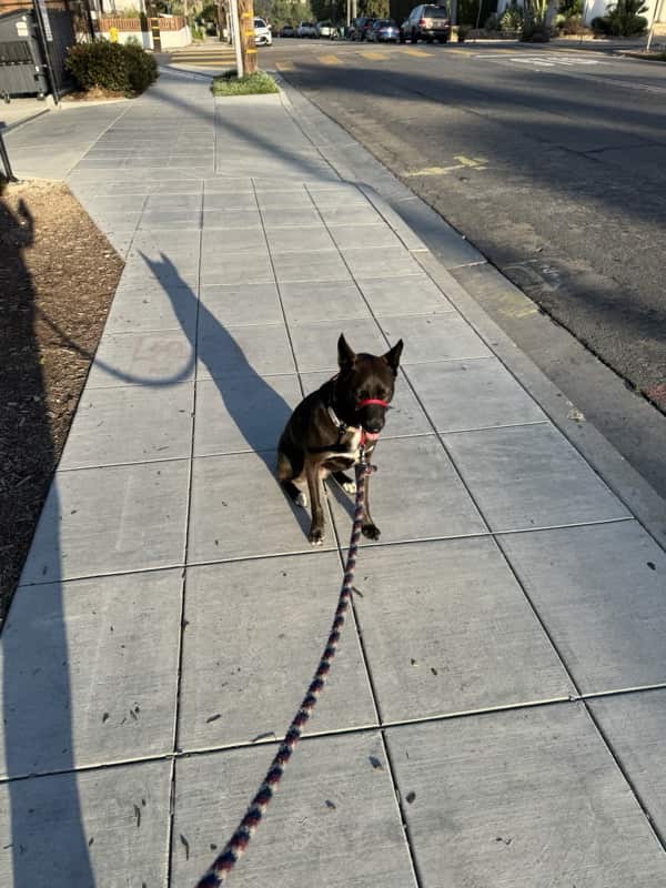 A picture of a black dog named Bowie sitting, taken on May 20 2025 at 6:52 am